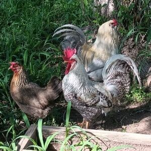 One Dozen Chicken Fertile Hatching Eggs